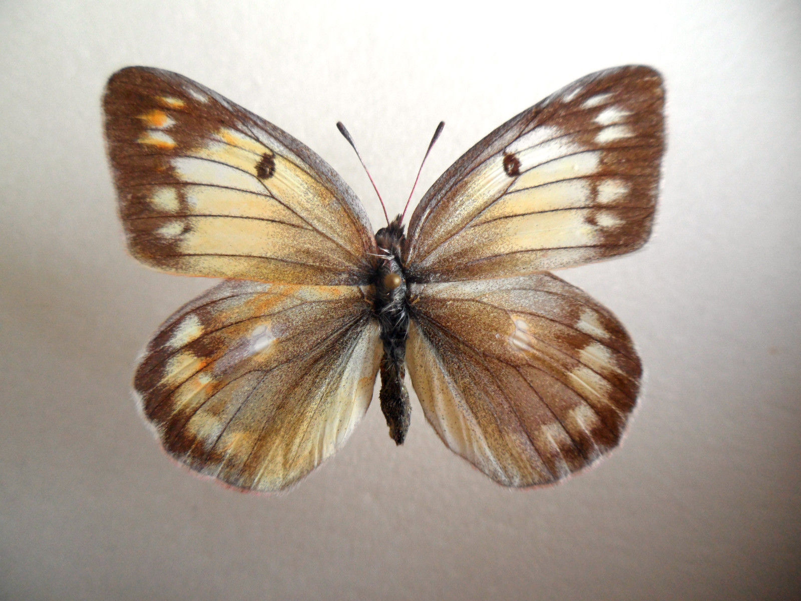 Colias Collection (russia)5 (Gynandromorph) (Internet Image property of respective owner, non-commercial use only)